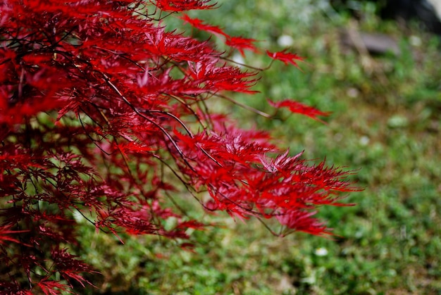 Arbusto vermelho