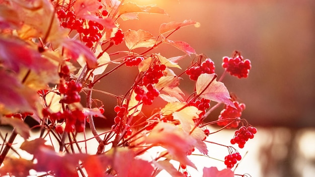 Arbusto viburnum con bayas rojas junto al río en colores cálidos