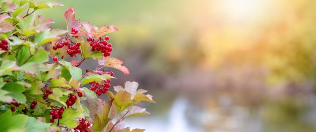 Arbusto viburnum con bayas rojas sobre un fondo del cielo durante la puesta de sol