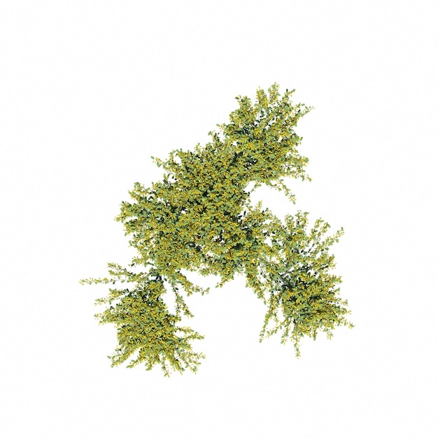 arbusto, vista de cima, isolado no fundo branco, ilustração 3D, cg render