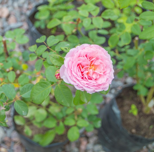 Arbusto vivo de rosas cor de rosa.