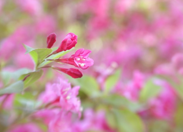 Arbusto de Weigela