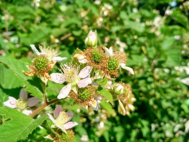 arbusto de zarzamora en flor y moras verdes