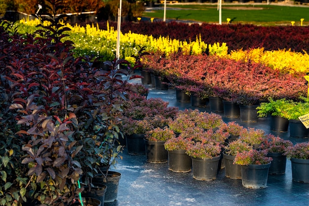 Arbustos de agracejo plantas en tinas para plantar, arbustos cultivados multicolores en el centro de jardinería