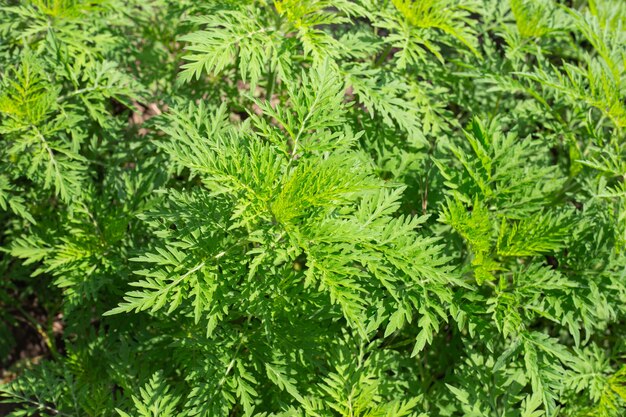 Arbustos de ambrosía en verano. Planta de maleza perenne que causa una fuerte reacción alérgica, fiebre del heno.