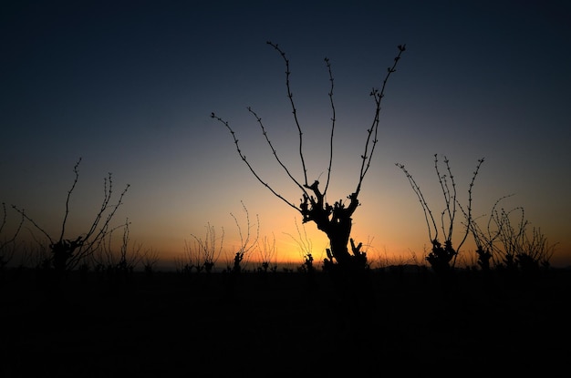 Arbustos ao pôr do sol