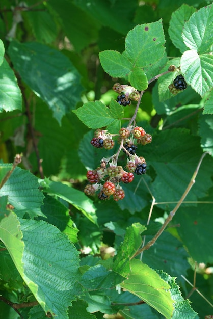 Arbustos de arándanos silvestres