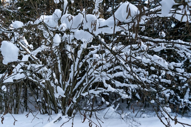 Arbustos y árboles del bosque después de fuertes nevadas. Paisaje de invierno. Foto horizontal.