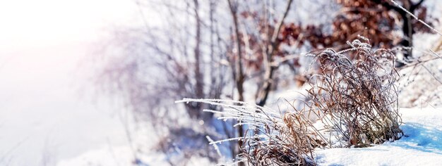 Arbustos y árboles cubiertos de escarcha en el bosque en invierno en un clima soleado