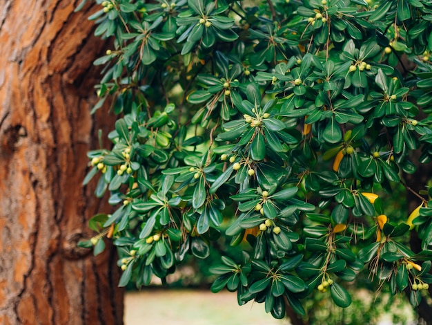 Arbustos y árboles pittosporum en montenegro paisajismo