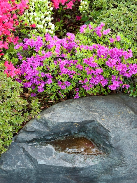 Arbustos de azalea en flor y fragmento de roca húmeda del jardín zen japonés en primavera