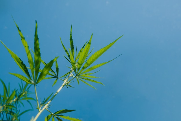 Arbustos de cáñamo, hojas de marihuana, cielo azul, cannabis, extracto, plano de fondo