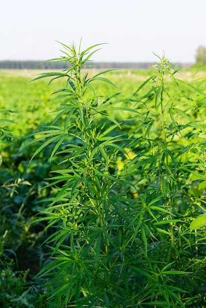 Arbustos de cannabis en el campo legalización de la marihuana