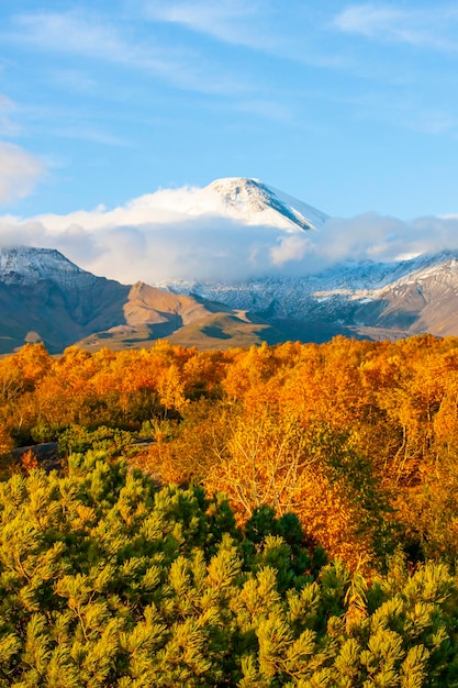 Arbustos de cedro verde en el fondo del volcán avacha en la península de kamchatka