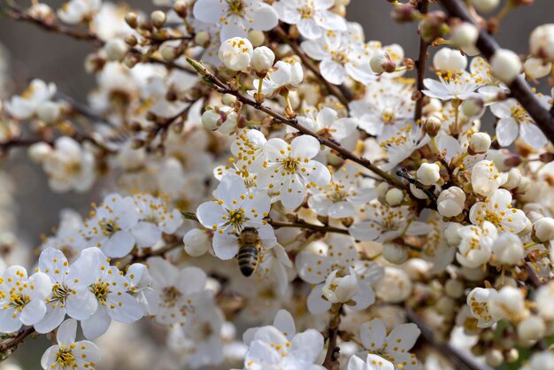 Arbustos de cerezo que florecen en la temporada de primavera en el huerto