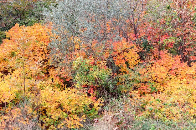 Arbustos de colores otoñales Fondo de otoño