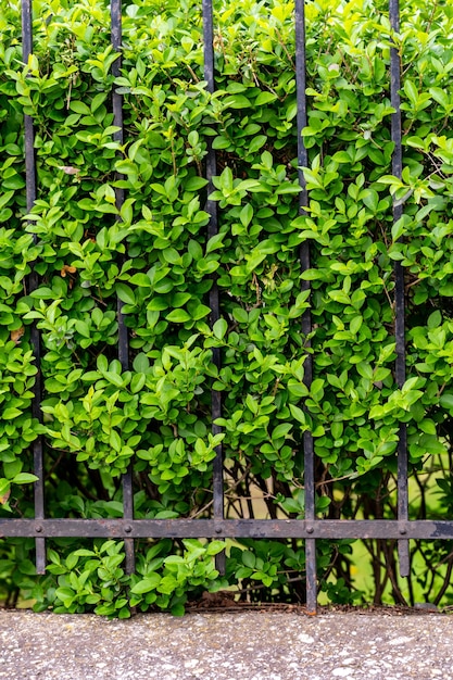 Arbustos com folhas verdes atrás de uma cerca