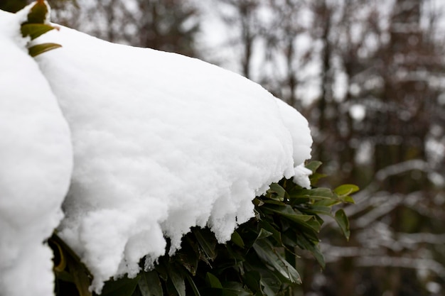 Arbustos com folhas verdes são cobertos de neve neve na primavera