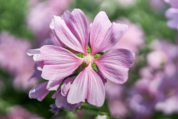 Arbustos com lindas flores cor de rosa perto da casa. Jardinagem e floricultura