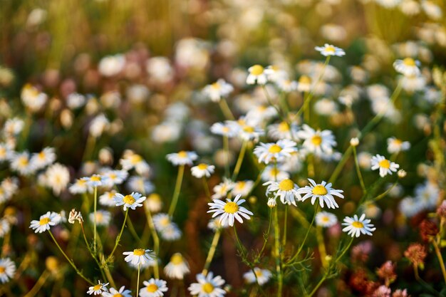 Arbustos com lindas flores de camomila