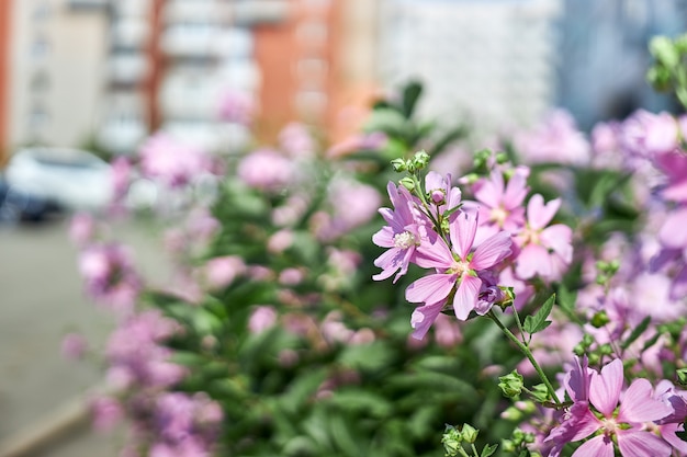 Arbustos com lindas flores rosa perto da casa