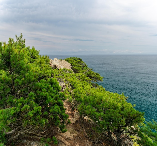 Arbustos de coníferas en una roca alta junto al mar