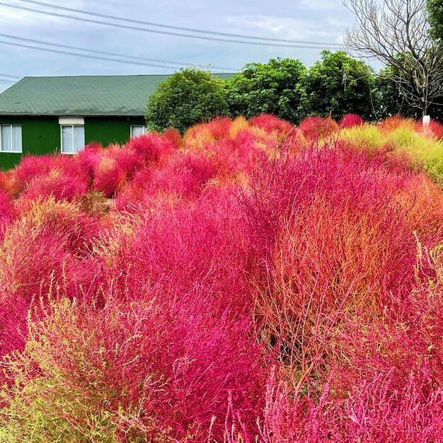 Arbustos cor de rosa com casa