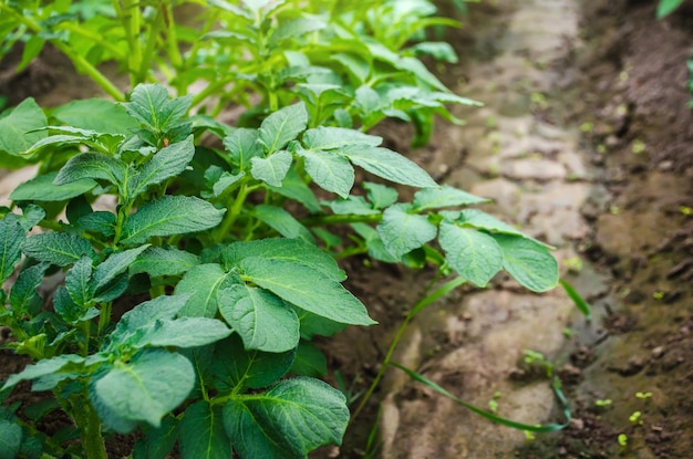 Arbustos de batata em uma plantação agrícola Agroindústria agronegócio Cultivo de vegetais alimentares