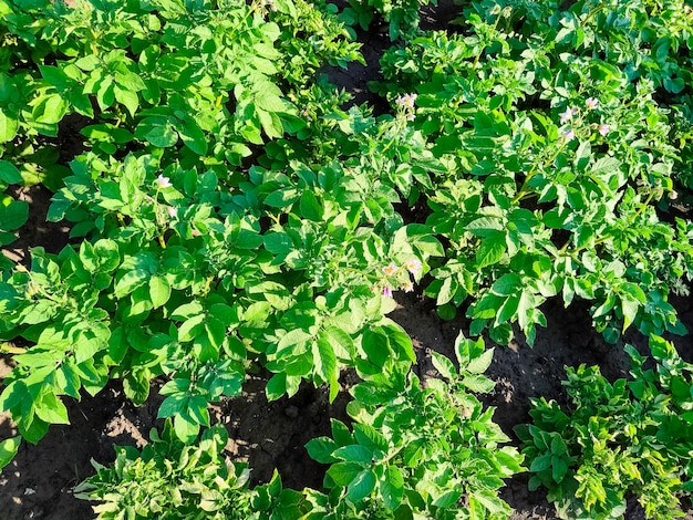 Arbustos de batata no jardim Fundo de batatas em crescimento