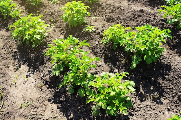 Arbustos de batata verde em um campo ensolarado de verão. Cultivo de hortaliças.