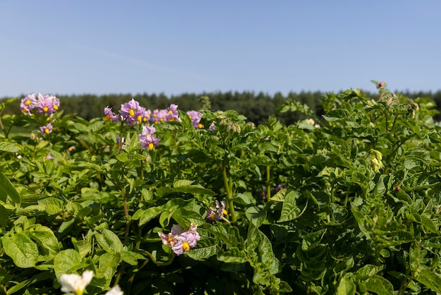 Arbustos de batata verde no campo