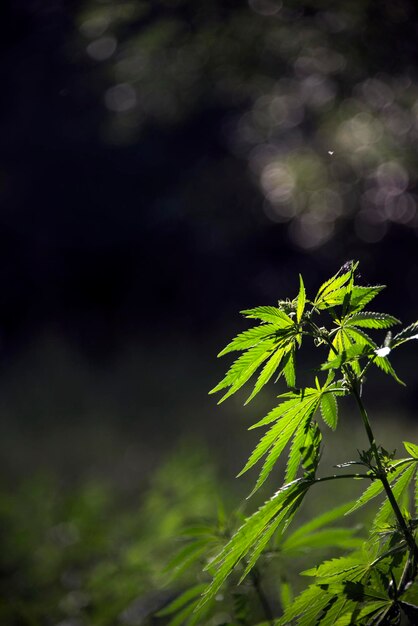 Foto arbustos de cannabis que crescem em estado selvagem. arbusto de cannabis em um fundo preto.