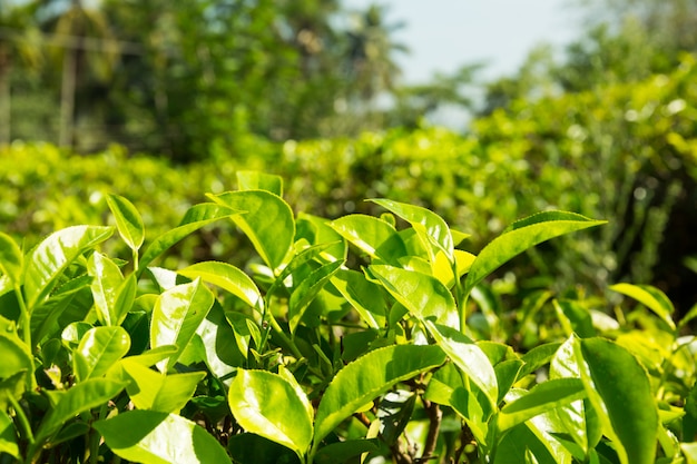 Arbustos de chá do Ceilão, plantações verdes do Sri Lanka