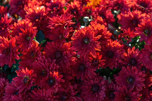 Arbustos de crisântemos vermelhos brilhantes frescos no jardim do outono