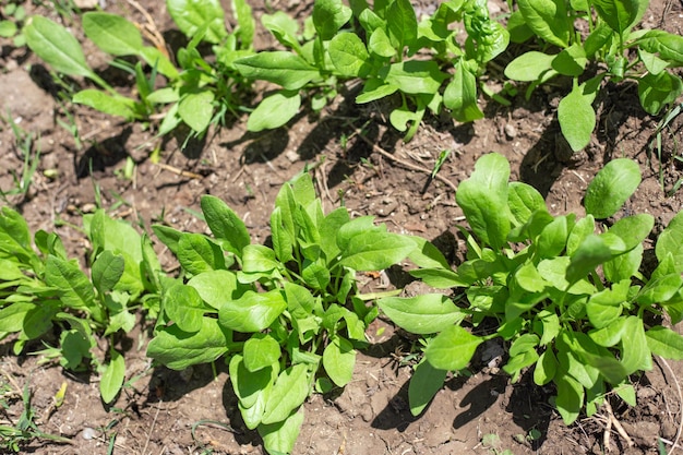 Arbustos de espinafre no jardim. Cultivar legumes e ervas em seu jardim no verão.