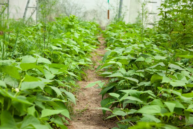 Arbustos de feijão verde em estufa