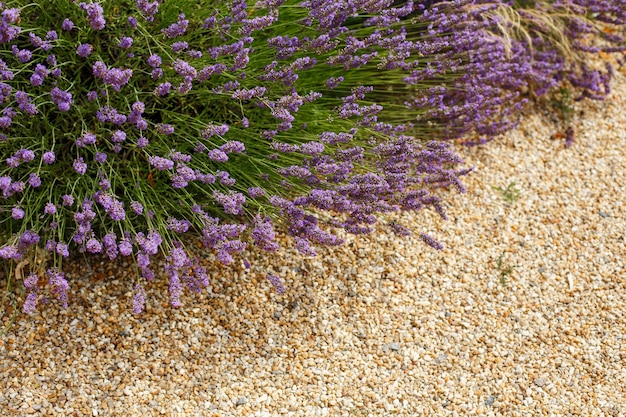 Arbustos de flores de lavanda acima de seixos. Bela floração no jardim. Projeto de jardins paisagísticos