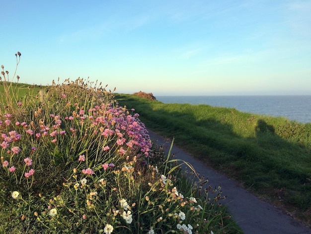 Arbustos de flores e grama estão em primeiro plano e a praia e o céu estão ao fundo