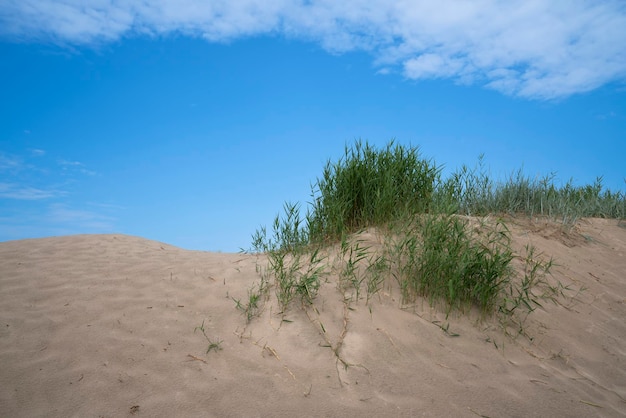 Arbustos de grama em uma duna de areia na costa do Mar Báltico, na região de Yantarny Kaliningrado, Rússia