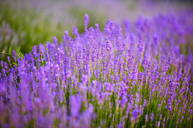 Arbustos de lavanda brilhantes