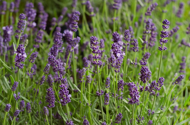 Arbustos de lavanda close-up Arbustos de lavanda close-up