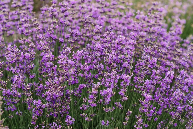 Arbustos de lavanda closeup Florescendo lavanda brilho do sol sobre flores roxas de lavanda Provence região da França Campo de lavanda Lavandula angustifolia Lavandula officinalis