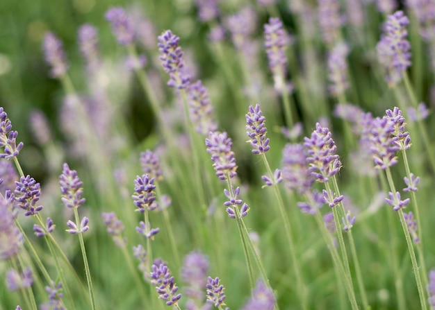 Arbustos de lavanda fecham Arbustos de lavanda fecham 88