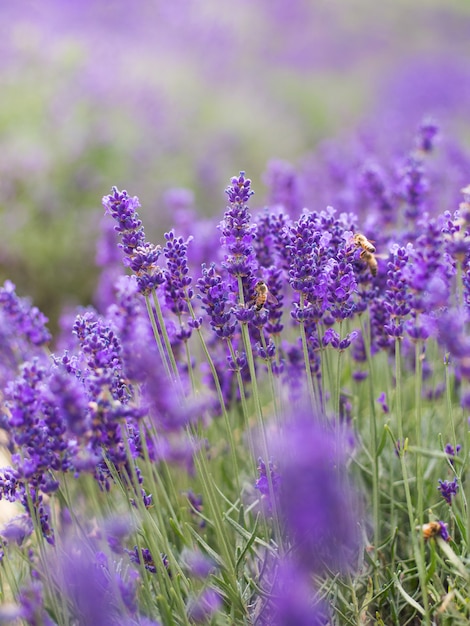 arbustos de lavanda no jardim close-up