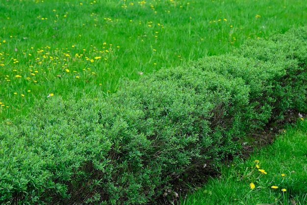 Arbustos de ligustrum aparados jovens no parque na primavera