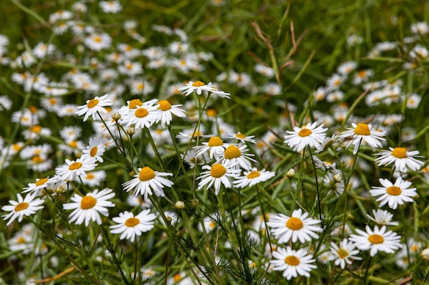 Arbustos de margaridas brancas no verão margaridas brancas crescendo em estado selvagem nas flores do campo com defeitos