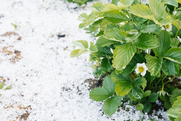 Arbustos de morango em flor, cobertos e danificados pelo granizo