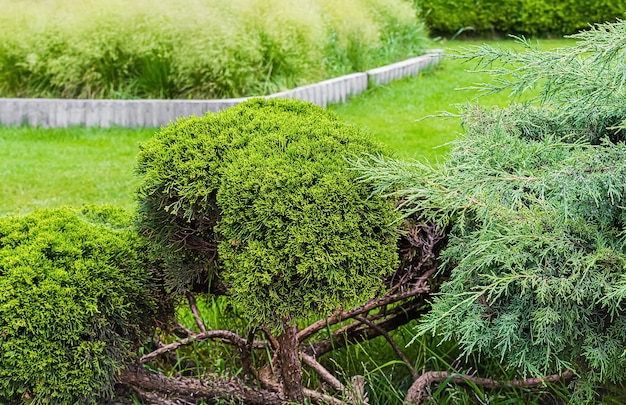 Arbustos de pinheiro em jardim de verão