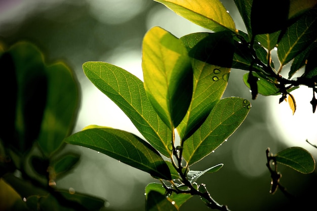 Arbustos de plantas de folhagem de floresta tropical