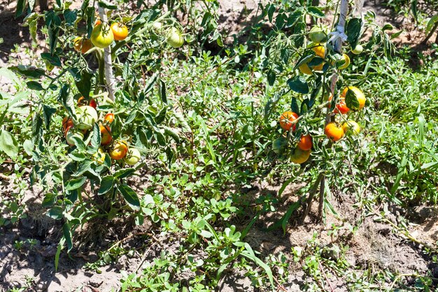 Arbustos de tomate na horta em dia ensolarado